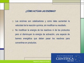 ¿CÓMO ACTÚAN LAS ENZIMAS?
□ Las enzimas son catalizadores y como tales aumentan la
velocidad de la reacción química, sin modificar su resultado.
□ No modifican la energía de los reactivos ni de los productos
pero sí disminuyen la energía de activación, una especie de
barrera energética que deben pasar los reactivos para
convertirse en productos.
 