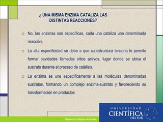 ¿ UNA MISMA ENZIMA CATALIZA LAS
DISTINTAS REACCIONES?
□ No, las enzimas son específicas, cada una cataliza una determinada
reacción.
□ La alta especificidad se debe a que su estructura terciaria le permite
formar cavidades llamadas sitios activos, lugar donde se ubica el
sustrato durante el proceso de catálisis.
□ La enzima se une específicamente a las moléculas denominadas
sustratos, formando un complejo enzima-sustrato y favoreciendo su
transformación en productos
 