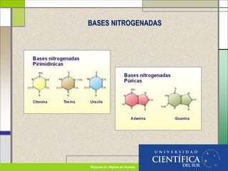 BASES NITROGENADAS
 
