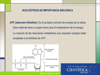 ATP (adenosin trifosfato): Es el portador primario de energía de la célula.
Esta molécula tiene un papel clave para el metabolismo de la energía.
La mayoría de las reacciones metabólicas que requieren energía están
acopladas a la hidrólisis de ATP.
NUCLEÓTIDOS DE IMPORTANCIA BIOLÓGICA
 
