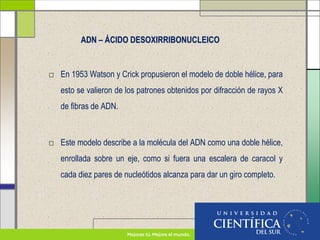 ADN – ÁCIDO DESOXIRRIBONUCLEICO
□ En 1953 Watson y Crick propusieron el modelo de doble hélice, para
esto se valieron de los patrones obtenidos por difracción de rayos X
de fibras de ADN.
□ Este modelo describe a la molécula del ADN como una doble hélice,
enrollada sobre un eje, como si fuera una escalera de caracol y
cada diez pares de nucleótidos alcanza para dar un giro completo.
 