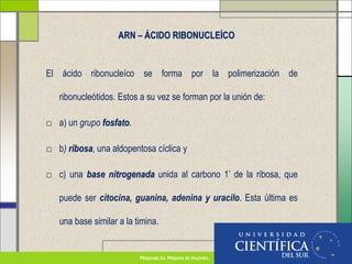 ARN – ÁCIDO RIBONUCLEÍCO
El ácido ribonucleíco se forma por la polimerización de
ribonucleótidos. Estos a su vez se forman por la unión de:
□ a) un grupo fosfato.
□ b) ribosa, una aldopentosa cíclica y
□ c) una base nitrogenada unida al carbono 1’ de la ribosa, que
puede ser citocina, guanina, adenina y uracilo. Esta última es
una base similar a la timina.
 