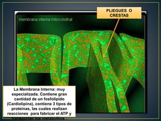 La Membrana Interna: muy
especializada. Contiene gran
cantidad de un fosfolípido
(Cardiolipina), contiene 3 tipos de
proteinas, las cuales realizan
reacciones para fabricar el ATP y
transportan los metabolitos .
PLIEGUES O
CRESTAS
 