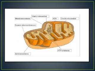 MITOCONDRIAS CLASE 8