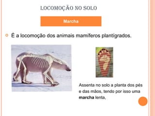 LOCOMOÇÃO NO SOLO É a locomoção dos animais mamíferos plantígrados. Assenta no solo a planta dos pés e das mãos, tendo por isso uma marcha  lenta, Marcha 