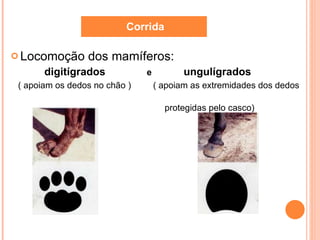 Locomoção dos mamíferos:  digitígrados  e  ungulígrados   ( apoiam os dedos no chão )  ( apoiam as extremidades dos dedos  protegidas pelo casco)  Corrida 