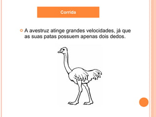 A avestruz atinge grandes velocidades, já que as suas patas possuem apenas dois dedos. Corrida 