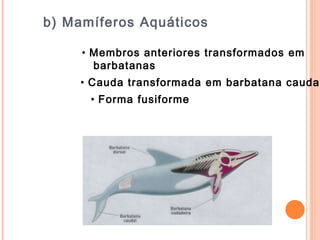 b) Mamíferos Aquáticos Membros anteriores transformados em  barbatanas Cauda transformada em barbatana caudal  Forma fusiforme  