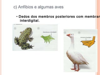 c) Anfíbios e algumas aves Dedos dos membros posteriores com membrana  interdigital. 