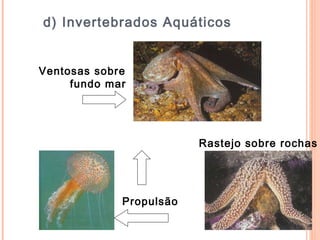 d) Invertebrados Aquáticos Ventosas sobre  fundo mar Propulsão Rastejo sobre rochas 