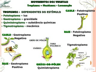 TROPISMOS -  DEPENDENTES DO ESTÍMULO  - Fototopismo –  luz  -  Geotropismo –  gravidade  - Quimiotropismo –  substância químicas  - Tigmotropismo -  mecânico CAULE   - Geotropismo  Negativo RAIZ  - Fototropismo  Negativo CAULE  - Fototropismo  Positivo MOVIMENTOS DOS VEGETAIS Tropismos – Nastismos - Locomoção GRÃOS-DE-PÓLEN Quimiotropismo RAIZ  - Geotropismo  Positivo Tigmotropismo 