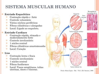 SISTEMA MUSCULAR HUMANO  Estriado Esquelético Contração rápida e  forte Controle voluntário Vários núcleos periféricos Fibras cilíndricas e alongadas Local: Ligado ao esqueleto. Estriado Cardíaco Contração rápida, ritmada e moderadamente forte Controle involuntário 1 núcleo central Fibras cilíndricas anastomosadas Local: Coração Liso Contração lenta e fraca Controle involuntário 1 núcleo central Fibras fusiformes Local: Vasos sangüíneos, tubas uterinas, útero e vísceras. Fonte: Sônia Lopes – Bio – Vol.1; Ed. Saraiva, 1998. 