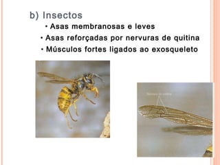 b) Insectos Asas membranosas e leves  Asas reforçadas por nervuras de quitina  Músculos fortes ligados ao exosqueleto  