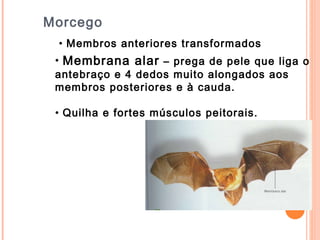 Morcego Membros anteriores transformados Membrana alar  – prega de pele que liga o  antebraço e 4 dedos muito alongados aos  membros posteriores e à cauda. Quilha e fortes músculos peitorais. 