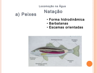 Locomoção na Água  Forma hidrodinâmica Barbatanas  Escamas orientadas Natação a) Peixes  