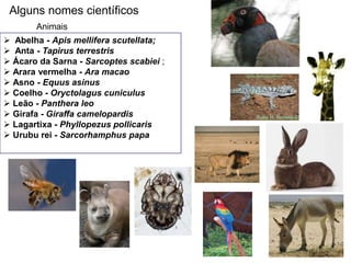 Alguns nomes científicos
       Animais
 Abelha - Apis mellifera scutellata;
 Anta - Tapirus terrestris
 Ácaro da Sarna - Sarcoptes scabiei ;
 Arara vermelha - Ara macao
 Asno - Equus asinus
 Coelho - Oryctolagus cuniculus
 Leão - Panthera leo
 Girafa - Giraffa camelopardis
 Lagartixa - Phyllopezus pollicaris
 Urubu rei - Sarcorhamphus papa
 