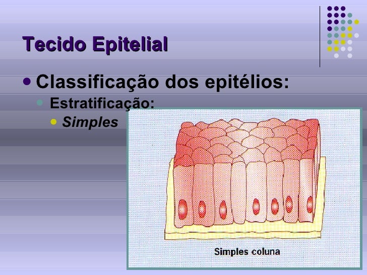Com Relação Ao Tecido Epitelial Considere As Afirmativas Abaixo