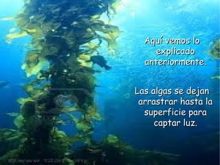 Aquí vemos loAquí vemos lo
explicadoexplicado
anteriormente.anteriormente.
Las algas se dejanLas algas se dejan
arrastrar hasta laarrastrar hasta la
superficie parasuperficie para
captar luz.captar luz.
 