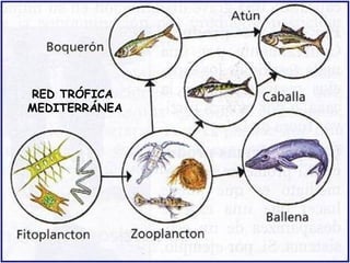 RED TRÓFICA
MEDITERRÁNEA
 