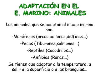 ADAPTACIÓN EN ELADAPTACIÓN EN EL
E. MARINO: ANIMALESE. MARINO: ANIMALES
Los animales que se adaptan al medio marino
son:
-Mamíferos (orcas,ballenas,delfines...)
-Peces (Tiburones,salmones...)
-Reptiles (Cocodrilos...)
-Anfibios (Ranas...)
Se tienen que adaptar a la temperatura, a
salir a la superficie o a las branquias...
 