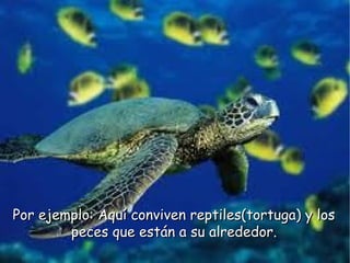 Por ejemplo: Aquí conviven reptiles(tortuga) y losPor ejemplo: Aquí conviven reptiles(tortuga) y los
peces que están a su alrededor.peces que están a su alrededor.
 