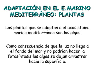 ADAPTACIÓN EN EL E.MARINOADAPTACIÓN EN EL E.MARINO
MEDITERRÁNEO: PLANTASMEDITERRÁNEO: PLANTAS
Las plantas que se adaptan a el ecosistema
marino mediterráneo son las algas.
Como consecuencia de que la luz no llega a
el fondo del mar y no podrían hacer la
fotosíntesis las algas se dejan arrastrar
hacia la superficie.
 