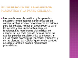  Las membranas plasmáticas y las paredes
celulares tienen algunas características en
común. Ambas sirven como barreras exteriores
para las células. Ambas proveen soporte para
las células y son importantes para sus
funciones.Las membranas plasmáticas se
encuentran en todo tipo de células mientras
que las paredes celulares sólo se encuentran
en las céldas procariotas (bacterias y hongos) y
en las plantas. Las células que tienen paredes
celulares también poseen membranas
plasmáticas.
 
