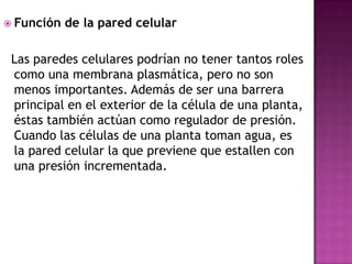  Función de la pared celular
Las paredes celulares podrían no tener tantos roles
como una membrana plasmática, pero no son
menos importantes. Además de ser una barrera
principal en el exterior de la célula de una planta,
éstas también actúan como regulador de presión.
Cuando las células de una planta toman agua, es
la pared celular la que previene que estallen con
una presión incrementada.
 