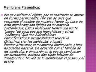 Membrana Plasmática:
 No es estática ni rígida, por lo contrario se mueve
en forma permanente. Por eso se dice que
responde al modelo de mosaico fluido. La base de
esta membrana son lípidos en su mayoría
fosfolípidos. Estas moléculas tienen una parte
“amiga “de agua que son hidrofilicas y otras
“enemigas” que son hidrofobicas.
Características: permeabilidad selectiva
(Mientras ciertas moléculas o iones)
Pueden atravesar la membrana libremente, otras
no pueden hacerlo. De acuerdo con el tamaño de
las moléculas y dirección en la que se conduzcan
las sustancias, existen dos tipos básicos de
transporte a través de la membrana: el pasivo y el
activo.
 