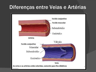 Diferenças entre Veias e Artérias 
