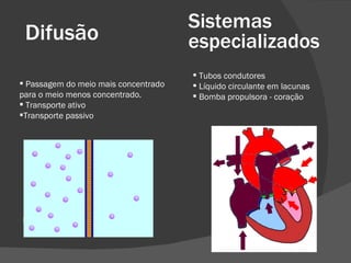 Difusão Sistemas especializados Passagem do meio mais concentrado para o meio menos concentrado. Transporte ativo Transporte passivo Tubos condutores Líquido circulante em lacunas Bomba propulsora - coração 