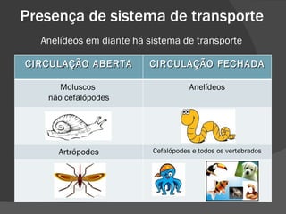 Presença de sistema de transporte Anelídeos em diante há sistema de transporte CIRCULAÇÃO ABERTA CIRCULAÇÃO FECHADA Moluscos  não cefalópodes Anelídeos Artrópodes Cefalópodes e todos os vertebrados 