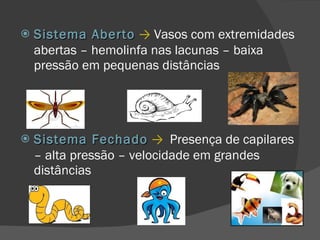 Sistema Aberto   ->  Vasos com extremidades abertas – hemolinfa nas lacunas – baixa pressão em pequenas distâncias Sistema Fechado   ->   Presença de capilares – alta pressão – velocidade em grandes distâncias 