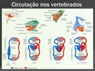 Circulação nos vertebrados 