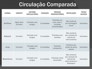 Circulação Comparada ANIMAL HÁBITAT SISTEMA CIRCULATÓRIO CORAÇÃO ÓRGÃOS RESPIRATÓRIOS VENTILAÇÃO TROCA GASOSA Anfíbios Água doce terrestre Fechado com sangue 3 cavidades Pulmões em saco, pele e cavidade bucofaríngica Não contínua por bombagem bucal hematose Répteis Terrestre Fechado com sangue 3 cavidades Pulmões com alvéolos Não contínua por variação de volume da caixa torácica hematose Aves Terrestre   Fechado com sangue 4 cavidades Pulmões compactos Contínua por acção de sacos aéreos hematose Mamíferos Terrestre Fechado com sangue 4 cavidades Pulmões muito alveolados Não contínua por variação de volume da caixa torácica e diafragma hematose 