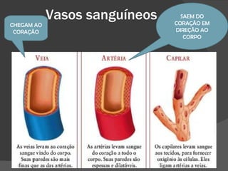 Vasos sanguíneos CHEGAM AO CORAÇÃO SAEM DO CORAÇÃO EM DIREÇÃO AO CORPO 