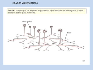 HONGOS MICROSCÓPICOS