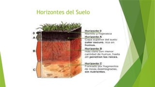 Horizontes del Suelo
 