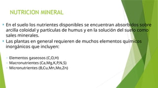 NUTRICION MINERAL
 En el suelo los nutrientes disponibles se encuentran absorbidos sobre
arcilla coloidal y partículas de humus y en la solución del suelo como
sales minerales.
 Las plantas en general requieren de muchos elementos químicos
inorgánicos que incluyen:
◦ Elementos gaseosos (C,O,H)
◦ Macronutrientes (Ca,Mg,K,P,N,S)
◦ Micronutrientes (B,Cu,Mn,Mo,Zn)
 
