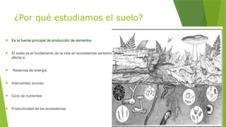 ¿Por qué estudiamos el suelo?
 Es la fuente principal de producción de alimentos
 El suelo es el fundamento de la vida en ecosistemas terrestres,
afecta a :
 Reservas de energía
 Intercambio acuoso
 Ciclo de nutrientes
 Productividad de los ecosistemas
 
