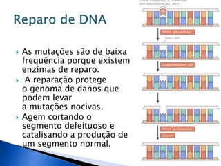  As mutações são de baixa
frequência porque existem
enzimas de reparo.
 A reparação protege
o genoma de danos que
podem levar
a mutações nocivas.
 Agem cortando o
segmento defeituoso e
catalisando a produção de
um segmento normal.
 