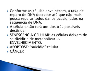  Conforme as células envelhecem, a taxa de
reparo de DNA decresce até que não mais
possa reparar todos danos ocasionados na
sequência de DNA.
 A célula então terá um dos três possíveis
destinos:
 SENESCÊNCIA CELULAR: as células deixam de
se dividir e de metabolizar 
ENVELHECIMENTO.
 APOPTOSE: “suicídio” celular.
 CÂNCER
 