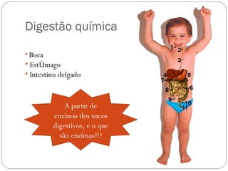 Digestão química Boca Estômago Intestino delgado A partir de enzimas dos sucos digestivos, e o que são enzimas?!? 