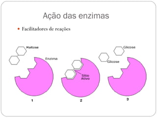 Ação das enzimas Facilitadores de reações 
