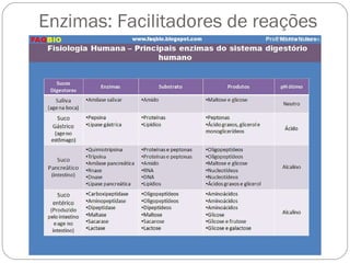 Enzimas: Facilitadores de reações 