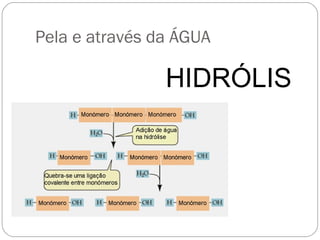 Pela e através da ÁGUA HIDRÓLISE 
