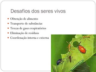 Desafios dos seres vivos Obtenção de alimento Transporte de substâncias Trocas de gases respiratórios Eliminação de resíduos Coordenação interna e externa  