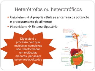Heterótrofos ou heterotróficos Unicelulares  -> A própria célula se encarrega da obtenção e processamento do alimento Pluricelulares  -> Sistema digestório Digestão é o processo pelo qual moléculas complexas são transformadas em moléculas menores, par assim serem metabolizadas 