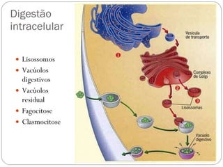 Digestão  intracelular Lisossomos Vacúolos digestivos Vacúolos residual Fagocitose Clasmocitose 