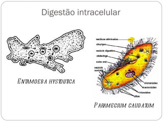 Digestão intracelular Entamoeba hystolitica Paramecium caudatum 